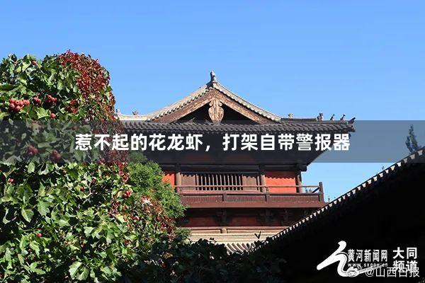 惹不起的花龙虾，打架自带警报器